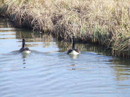 Wildlife on the canals